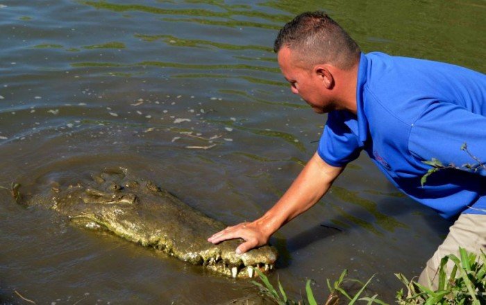 Крокодиловое сафари в Коста-Рике
